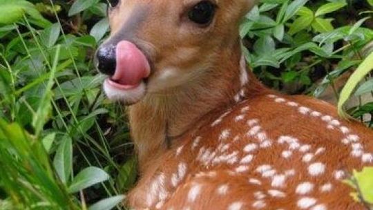 Sarna sama w mieście, niczym Kevin sam w Nowym Jorku