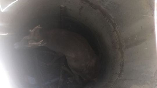 Sarna w studni. Do akcji wkroczyli strażacy