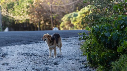 Seniorzy wyrzucili psa – grozi im do 3 lat więzienia