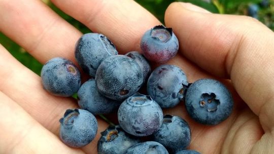 Sezon na borówki amerykańskie w pełni!