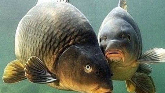 Skąd wzięła się tradycja spożywania karpia podczas kolacji wigilijnej?