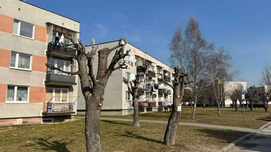 SKO każe ponownie zbadać sprawę przyciętych drzew na osiedlu "Wzgórze"