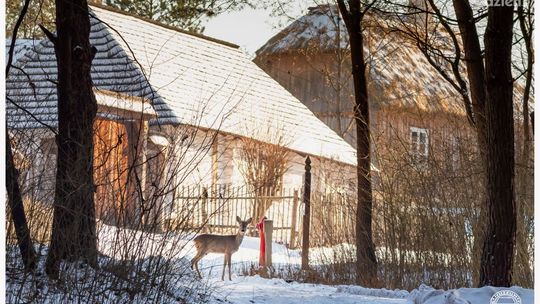 Spacer w wyjątkowych okolicznościach przyrody. Muzeum Wsi Kieleckiej otwarte dla zwiedzających 
