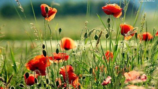 Sprzątanie "świata" w Gackach