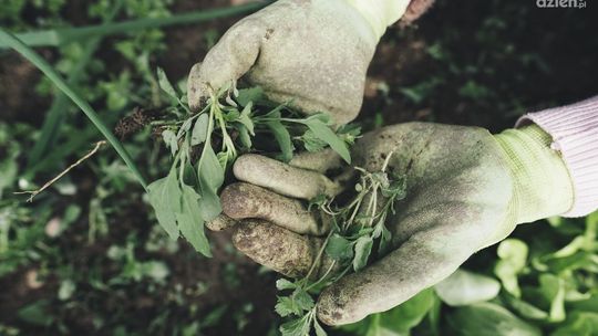Środki ochrony roślin