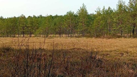 Sto nowych rezerwatów na 100-lecie Lasów Państwowych