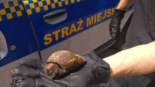 Straż Miejska poszukuje właściciela... ślimaka