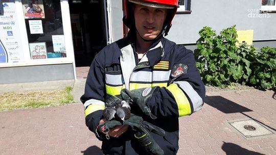 Strażacy na ratunek gołębiowi