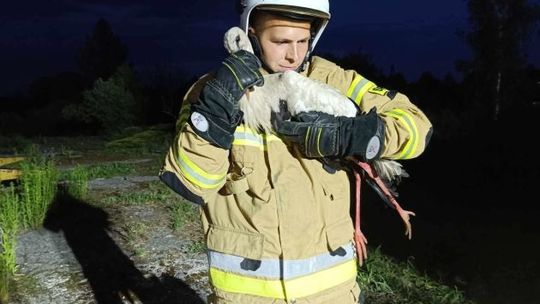 Strażacy ratowali bociana w kominie 