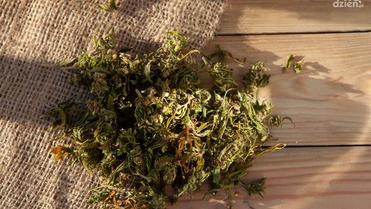 Susz konopny CBD - jak stosować?