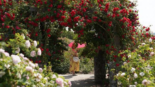 Święto Róż w Ogrodzie Botanicznym