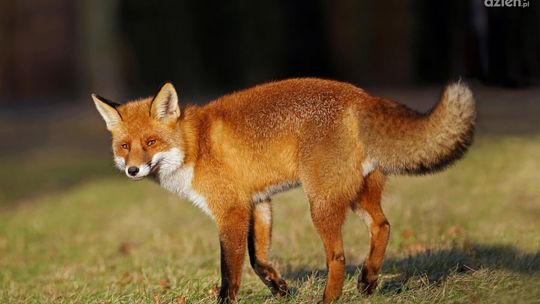 Świętokrzyski lekarz weterynarii o szczepieniu lisów