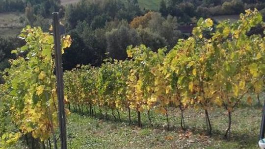 Świętokrzyskie winiarstwo może być marką regionu  