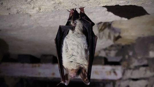 Sympatyczne gacki odkryją swoje tajemnice