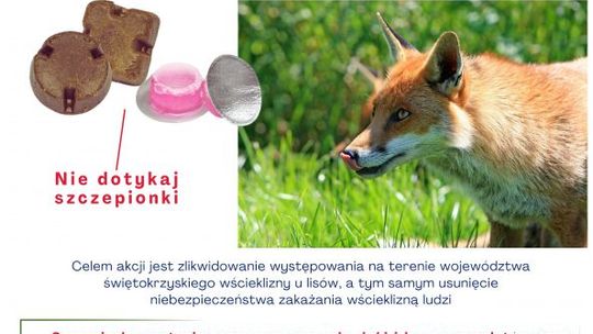 Szczepienia lisów przeciwko wściekliźnie 