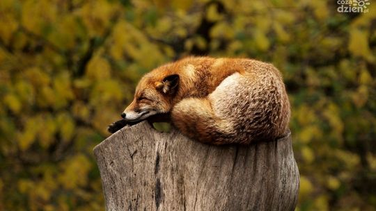 Szczepienia ochronne lisów wolno żyjących przeciwko wściekliźnie