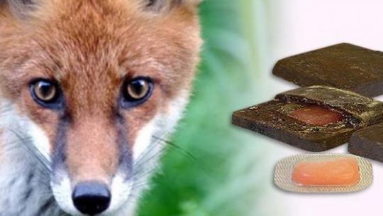 Szczepienie lisów przeciwko wściekliźnie 