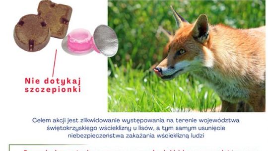 Szczepienie lisów przeciwko wściekliźnie