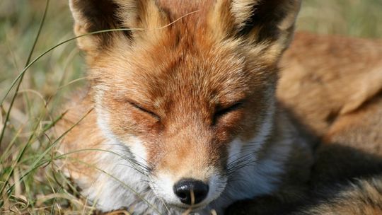 Szczepienie ochronne lisów przeciwko wściekliźnie rozpoczęte