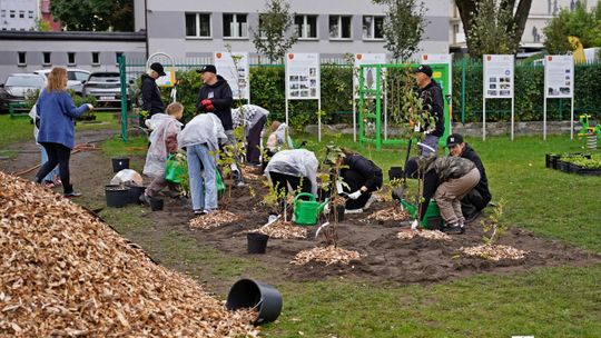 Szkolne podwórko zamienia się w zieloną przestrzeń. Nowe miejsce dla uczniów SP nr 12 w Kielcach