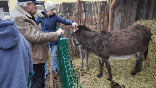 Szopka z żywymi zwierzętami także w Ostrowcu