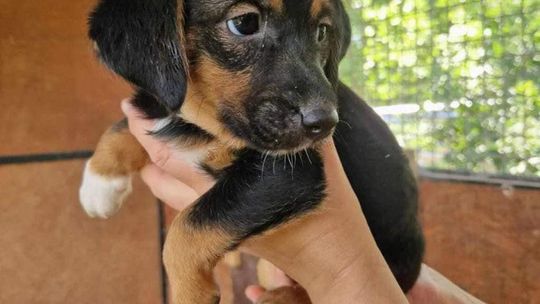 Szukają nowego domu. Słodkie czworonogi potrzebują naszej pomocy