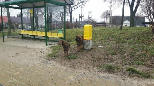 Szukamy właścicieli porzuconych psów