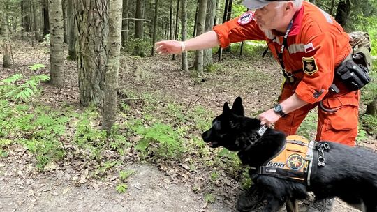 Tropem pozoranta z certyfikowanym psem u boku