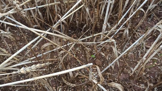 Trudne żniwa w regionie