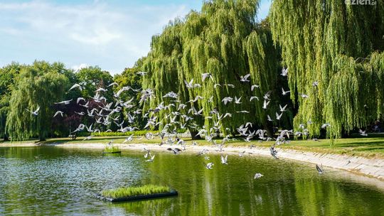 Trwa biologiczne oczyszczanie stawu w Parku Miejskim