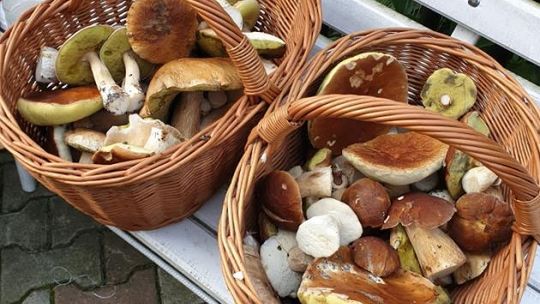 Trwa wielkie grzybobranie!