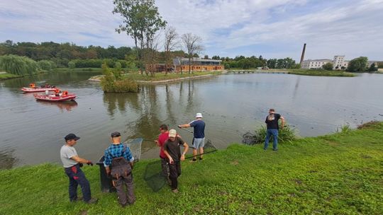 Trwa wyławianie małży w zbiorniku w Kazimierzy Wielkiej