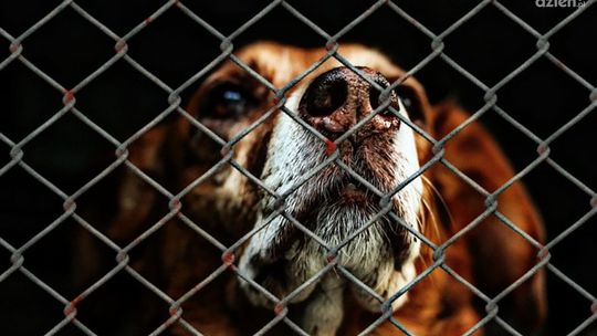 Trwa zbiórka dla bezdomnych psów i kotów