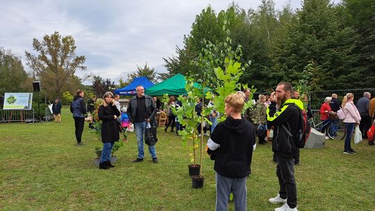Tysiąc sadzonek drzew i krzewów pojawi się w ostrowieckich ogrodach i na działkach  
