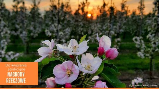 Uchwycić piękno kwitnących jabłoni 