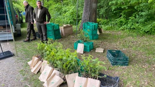 Udana akcja ostrowieckiego nadleśnictwa - rozdano ponad 2 tysiące sadzonek drzew