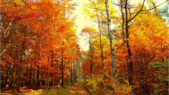 Upał w październiku? Pogoda może zaskoczyć 