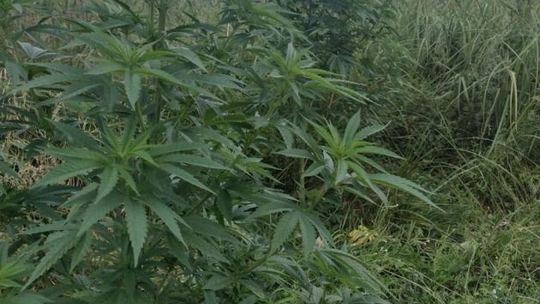 Uprawiał konopie pod lasem