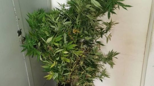 Uprawiał nielegalne konopie w lesie