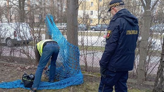 Uratowali ranną sarnę