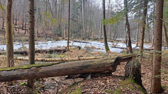 „Uroczysko Tumlińskie” – nowy rezerwat przyrody w powiecie kieleckim