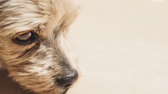 Uśpił nie tego psa