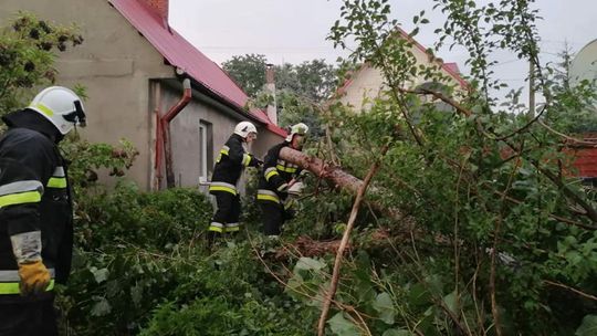 Uszkodzone samochody, powalone drzewa