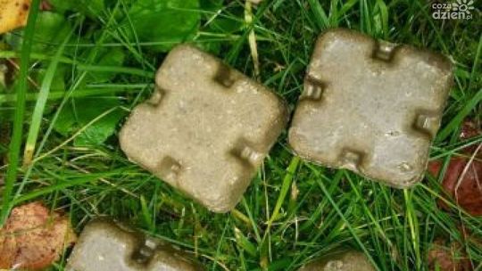 Uwaga! Akcja szczepienia lisów