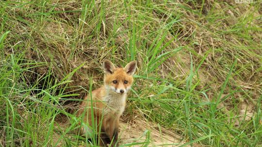 Uwaga! Będą szczepienia lisów 