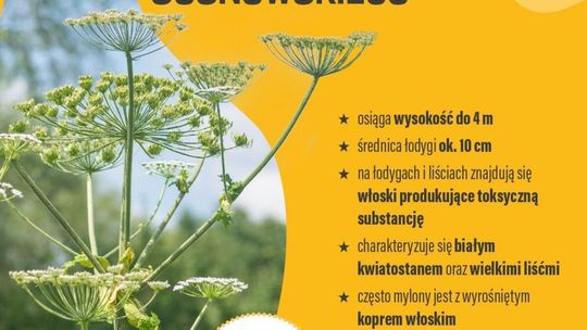 Uwaga na Barszcz Sosnowskiego, powoduje poparzenia