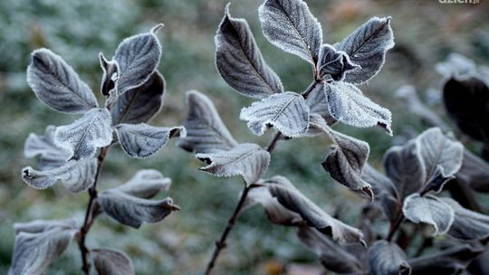 Uwaga na wiosenne przymrozki