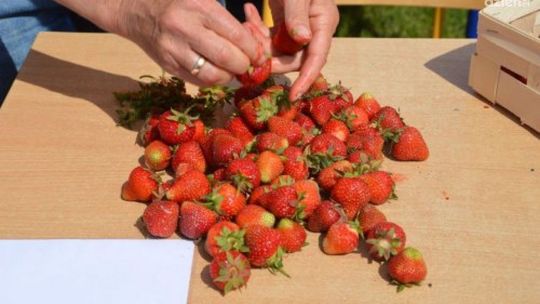 W Bielinach trwają  Mistrzostwa Świata w Szypułkowaniu Truskawek 