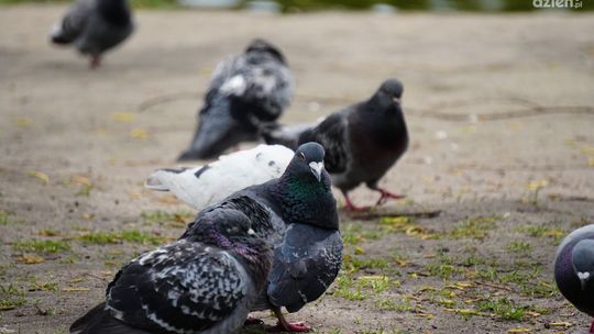 W gminie Wiślica u mew śmieszek wykryto wirusa