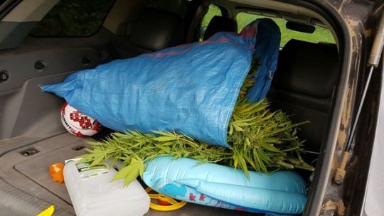 W lesie uprawiał konopie 